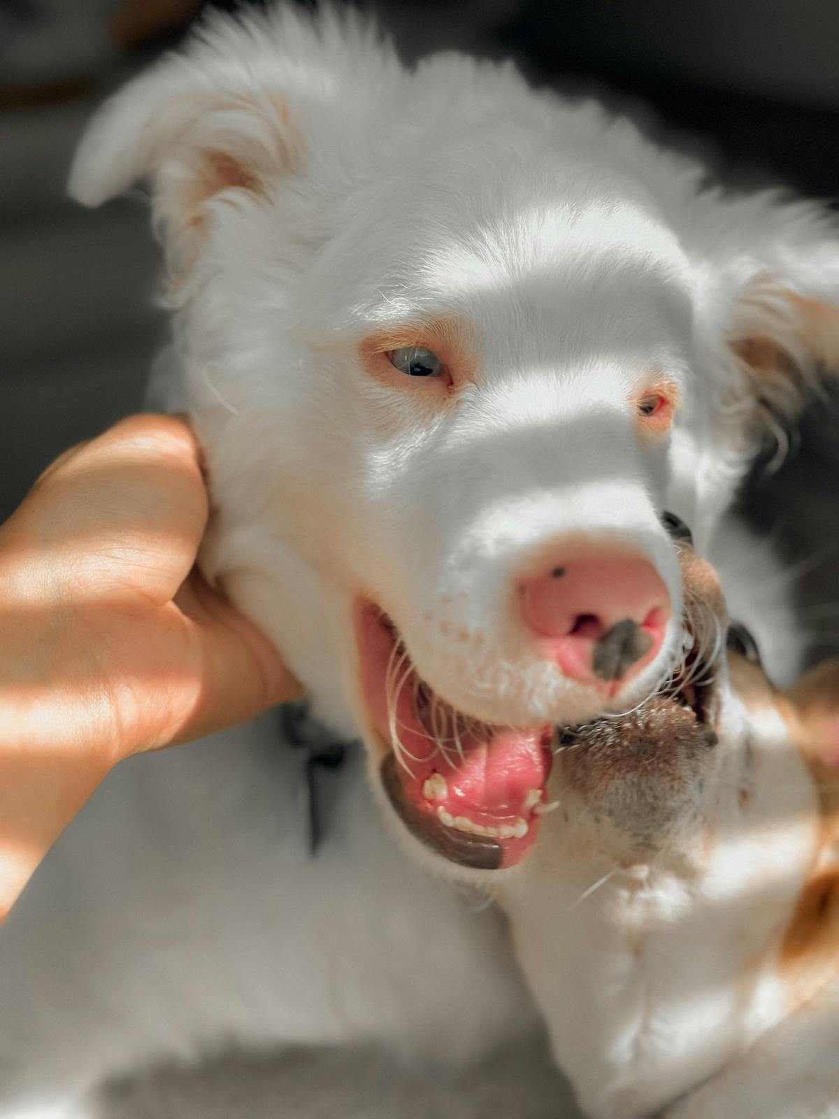 Mano che solleva delicatamente il collo di un cane bianco