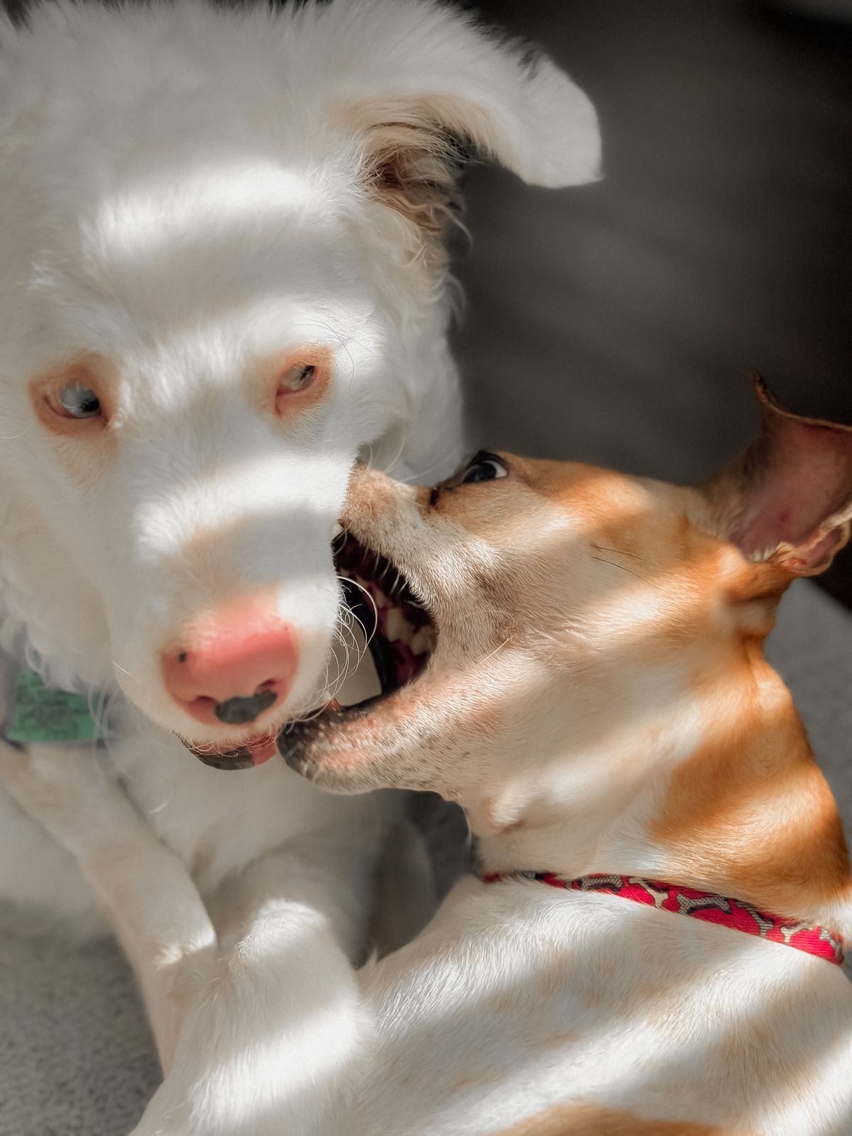 Dog playing with wooden toy indoors