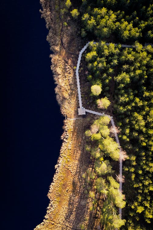 Top View of a Lake and Trees on the Lakeshore 