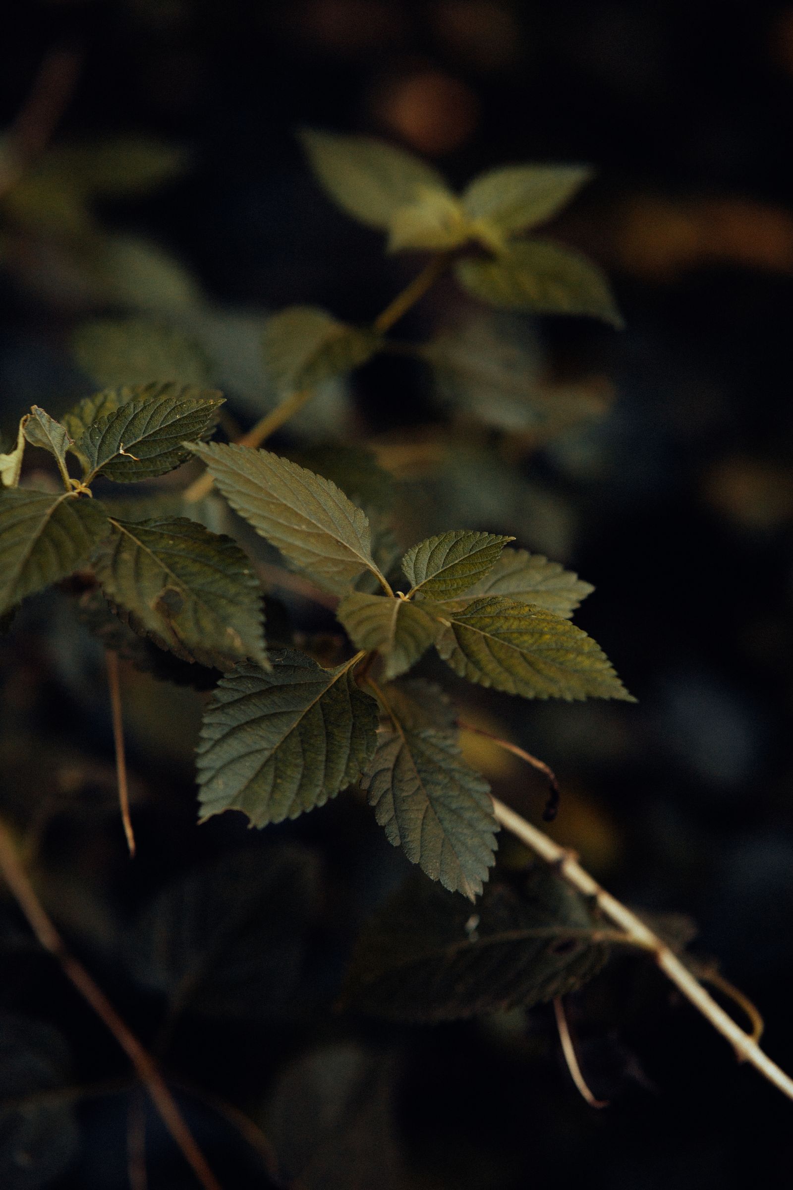 Green Leaf Plant in Close Up Photography · Free Stock Photo