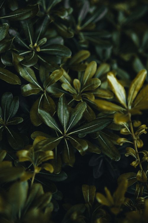 Free Close-up of dark green foliage with selective focus, creating a natural pattern for backgrounds. Stock Photo