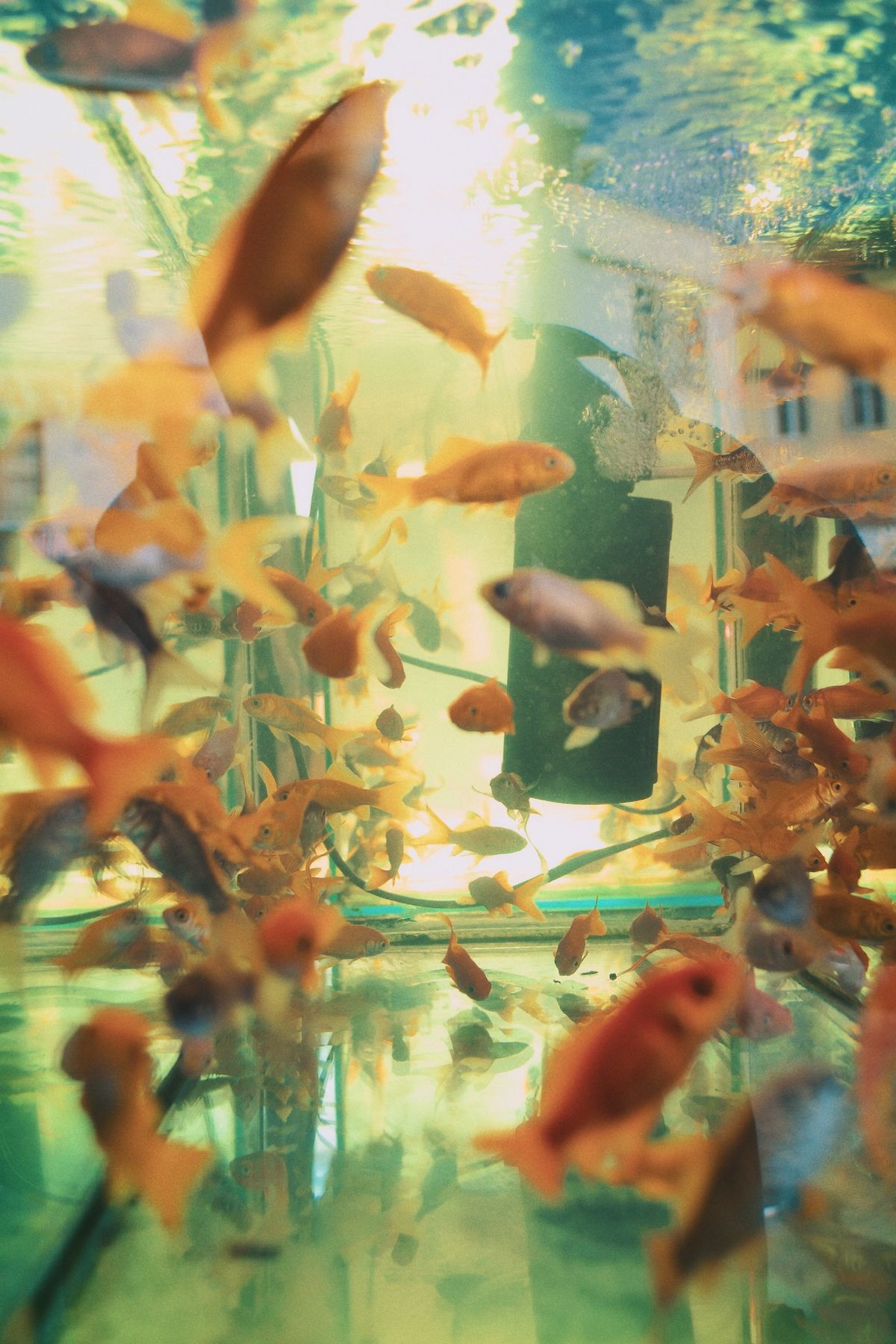 Small tropical fish in a bright freshwater aquarium display