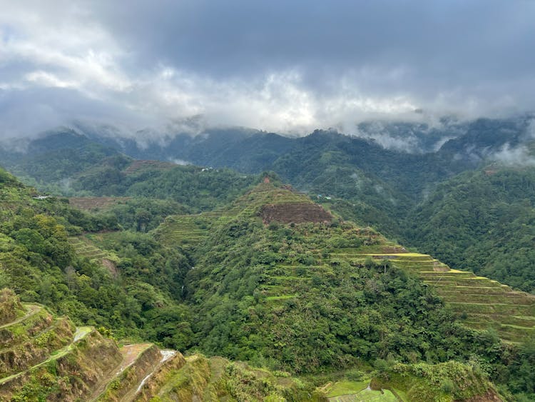 Green Hills And Forest