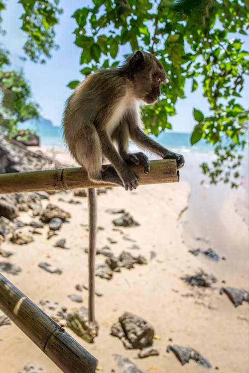 Macaque Monkey on Beach