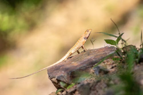 A lizard is sitting on top of a rock