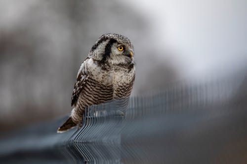 Northern Hawk-Owl Perching on Fence