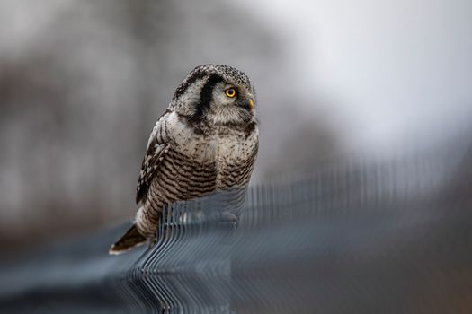 owl photo