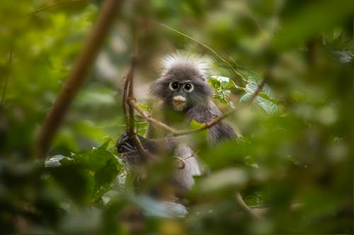 動物攝影, 天性, 暗葉猴 的 免費圖庫相片