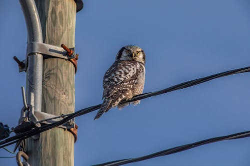 A small bird perched on top of a power line