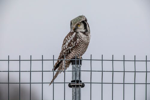 A bird is perched on top of a fence