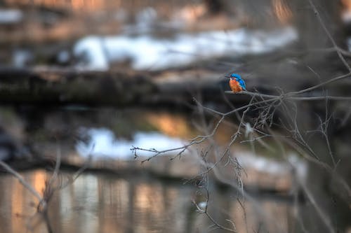 Kingfisher on Branches
