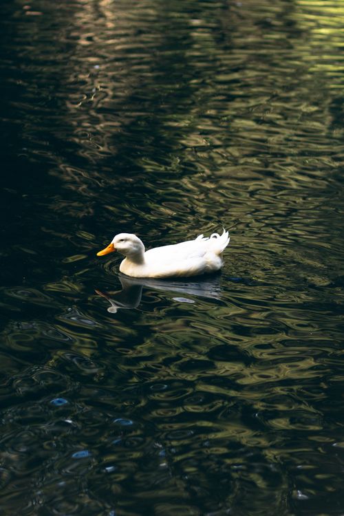 Free A white duck gracefully swims on a picturesque lake, reflecting nature's tranquility. Stock Photo