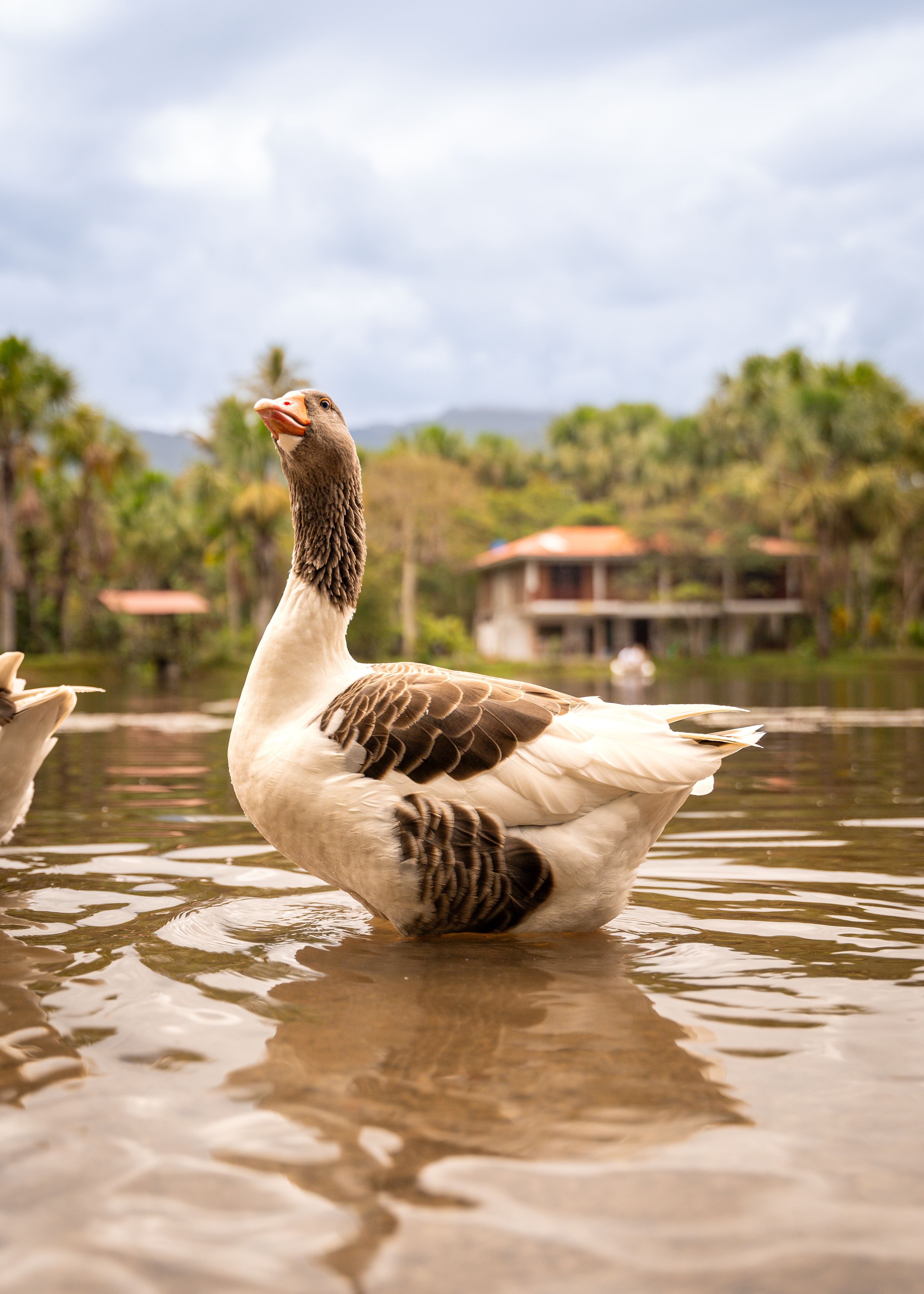 A Goose in a Pond · Free Stock Photo