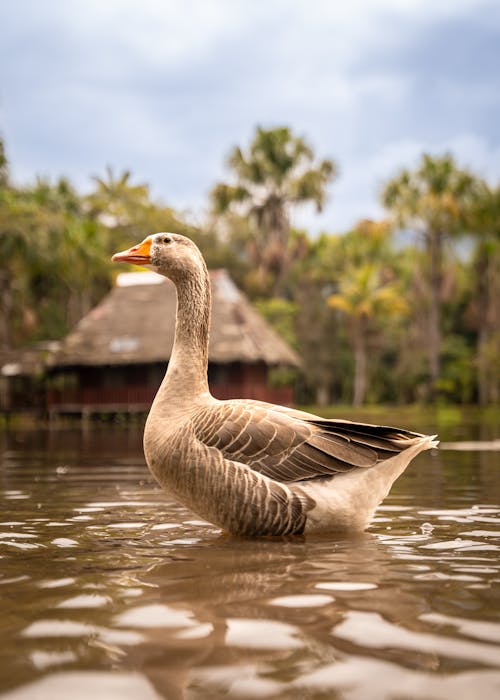 Domestic Goose Standing in Shallow Water of Tropical River
