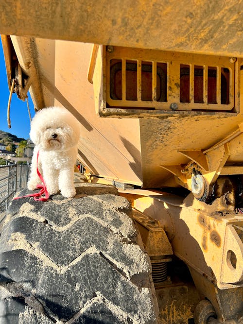 Foto profissional grátis de animal, cachorro, caminhão