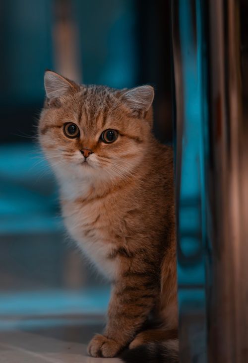Free Cute ginger kitten sitting indoors with soft fur and curious eyes. Perfect for animal lovers. Stock Photo
