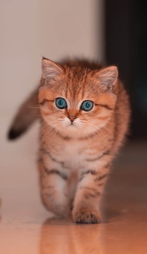 Photo of a Kitten with a Soft Fur