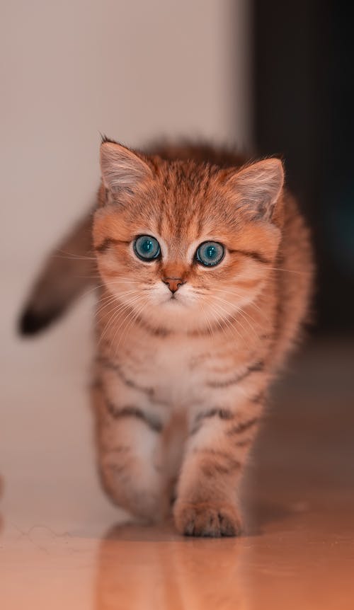 Photo of a Kitten with a Soft Fur