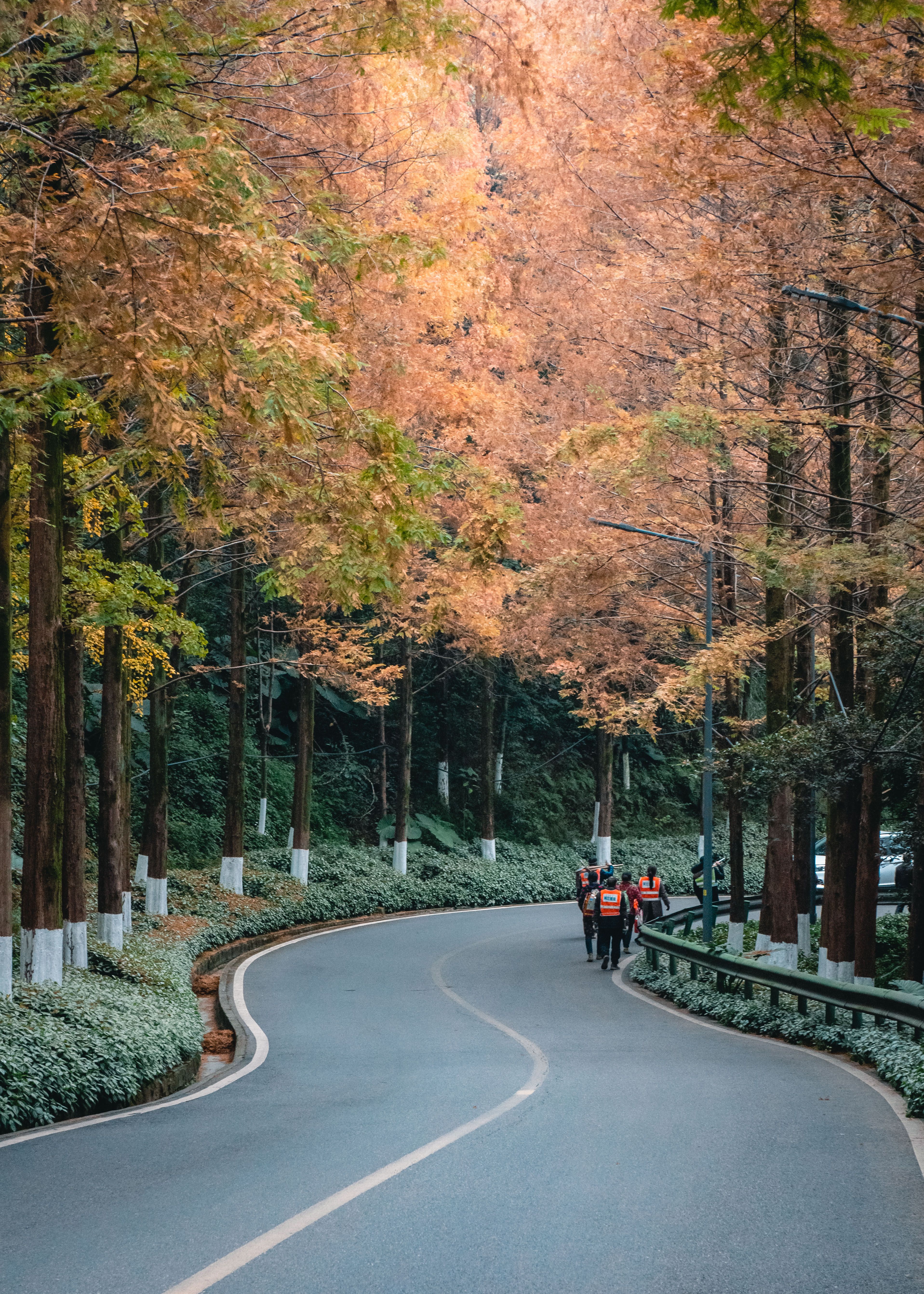 People Walking on Road Among Trees · Free Stock Photo