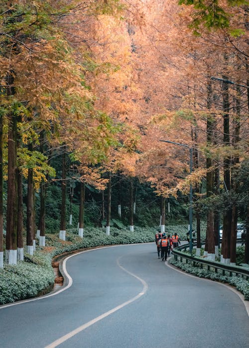 Immagine gratuita di alberi, asfalto, autunno