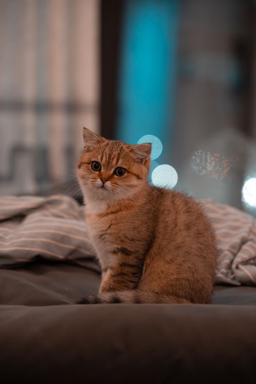 Free Cute kitten sitting indoors on a sofa at night against a blurred cityscape background. Stock Photo