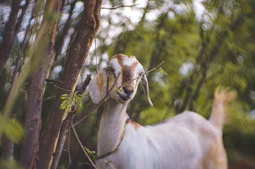 Goat Gnawing Branches of a Tree