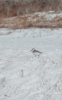A lone shorebird stands on snow in a frosty winter setting, conveying serene solitude.