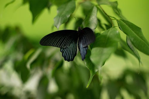 Черная бабочка на зеленом листе крупным планом