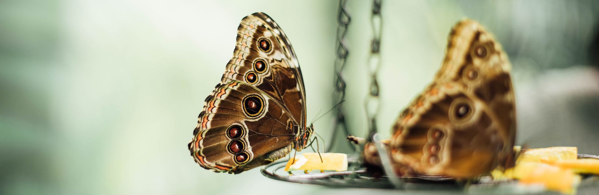 Macro shot of owl butterflies perched and feeding on fruit indoors.