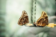 猫头鹰蝴蝶在室内栖息，以水果为食的宏观镜头