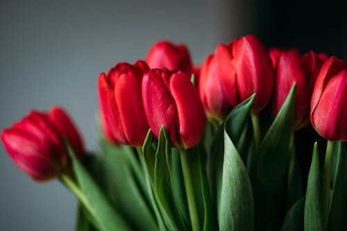 Photo En Gros Plan De Fleurs Rouges