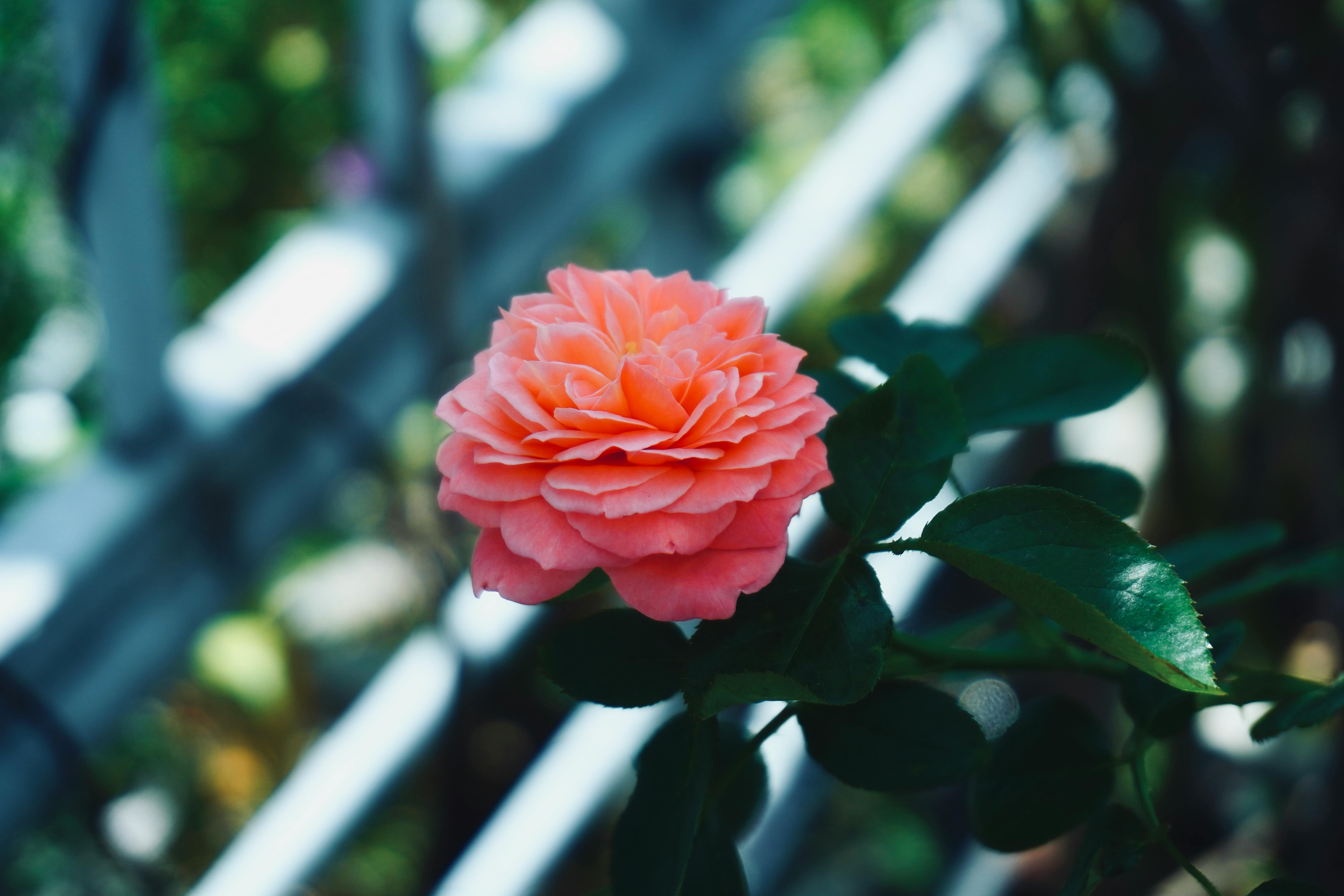 Art of Perfume Layering: Master the Technique of Crafting Personalized Scents