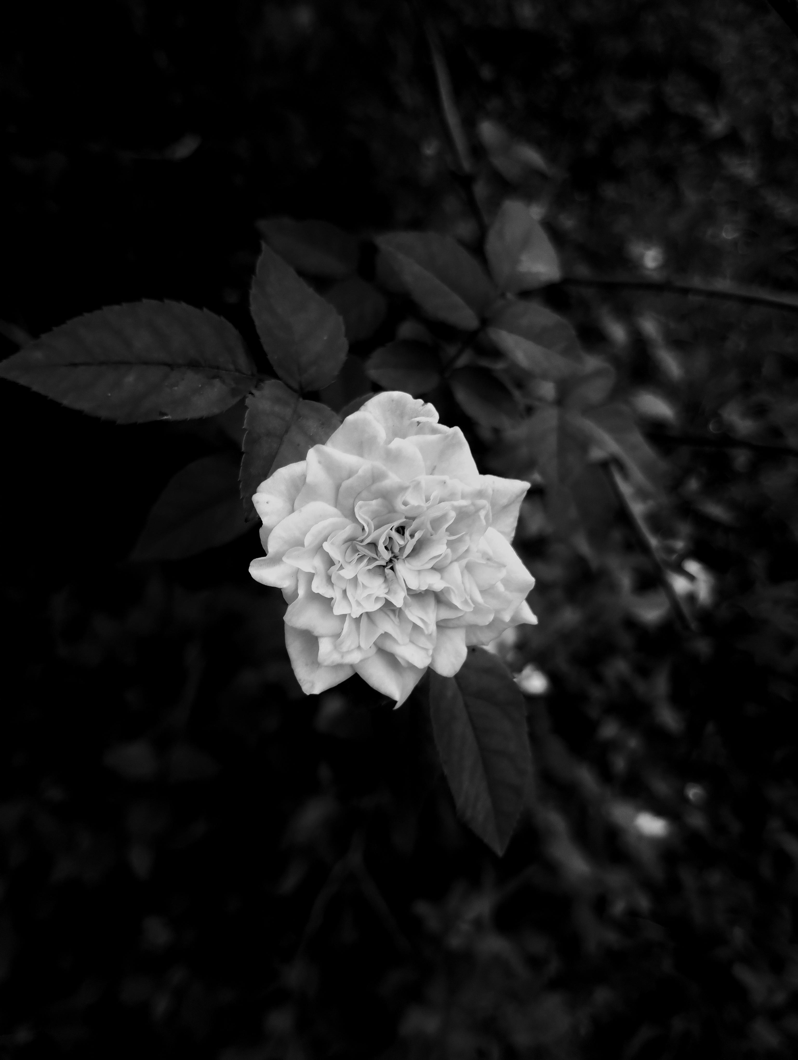 Elegant black and white close-up of a rose in natural setting, showcasing its intricate details and beauty.
