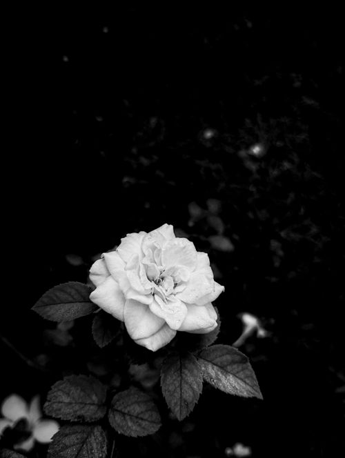 Free A striking black and white close-up of a blooming rose with leaves in natural surroundings. Stock Photo