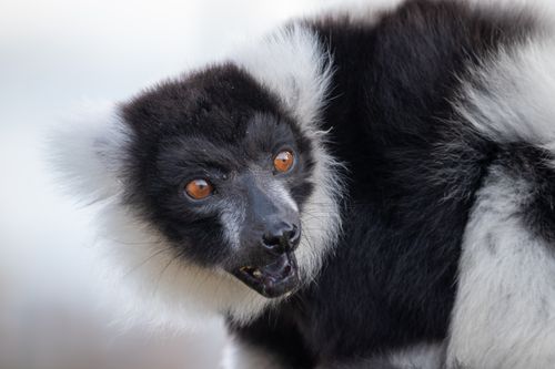 Free Detailed close-up photo of a black and white ruffed lemur, showcasing its unique fur and bright eyes. Stock Photo