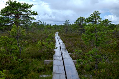 Free Wooden boardwalk leading through lush green forest and wetlands, under a cloudy sky. Stock Photo