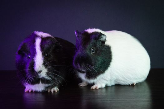 hamster photo