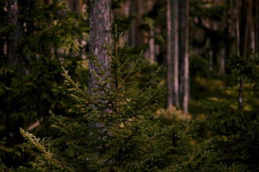 Lush green pine forest with soft sunlight filtering through tall trees.