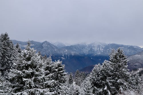 Snowed Mountains above Treetops