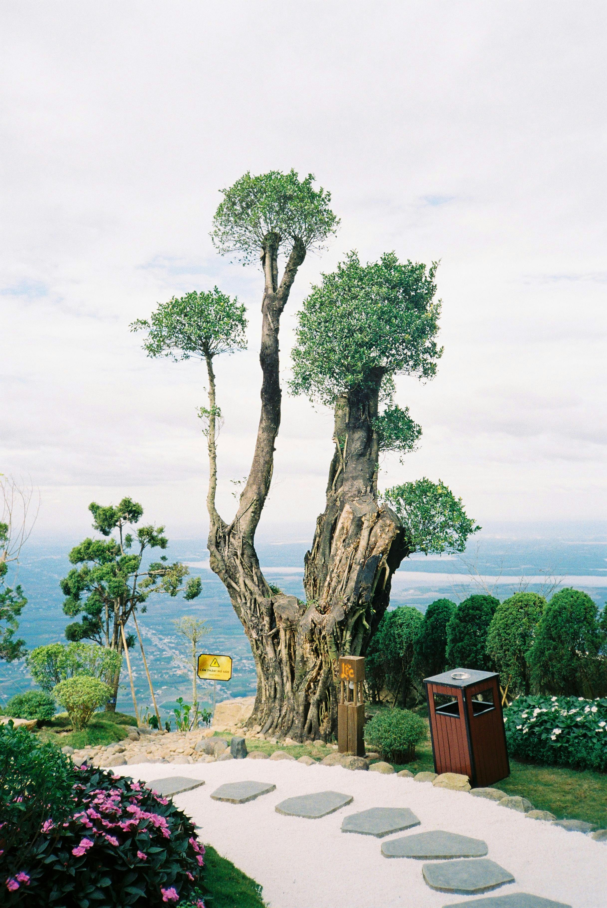 Hilltop view featuring a distinctive tree and a stone pathway with lush surroundings.