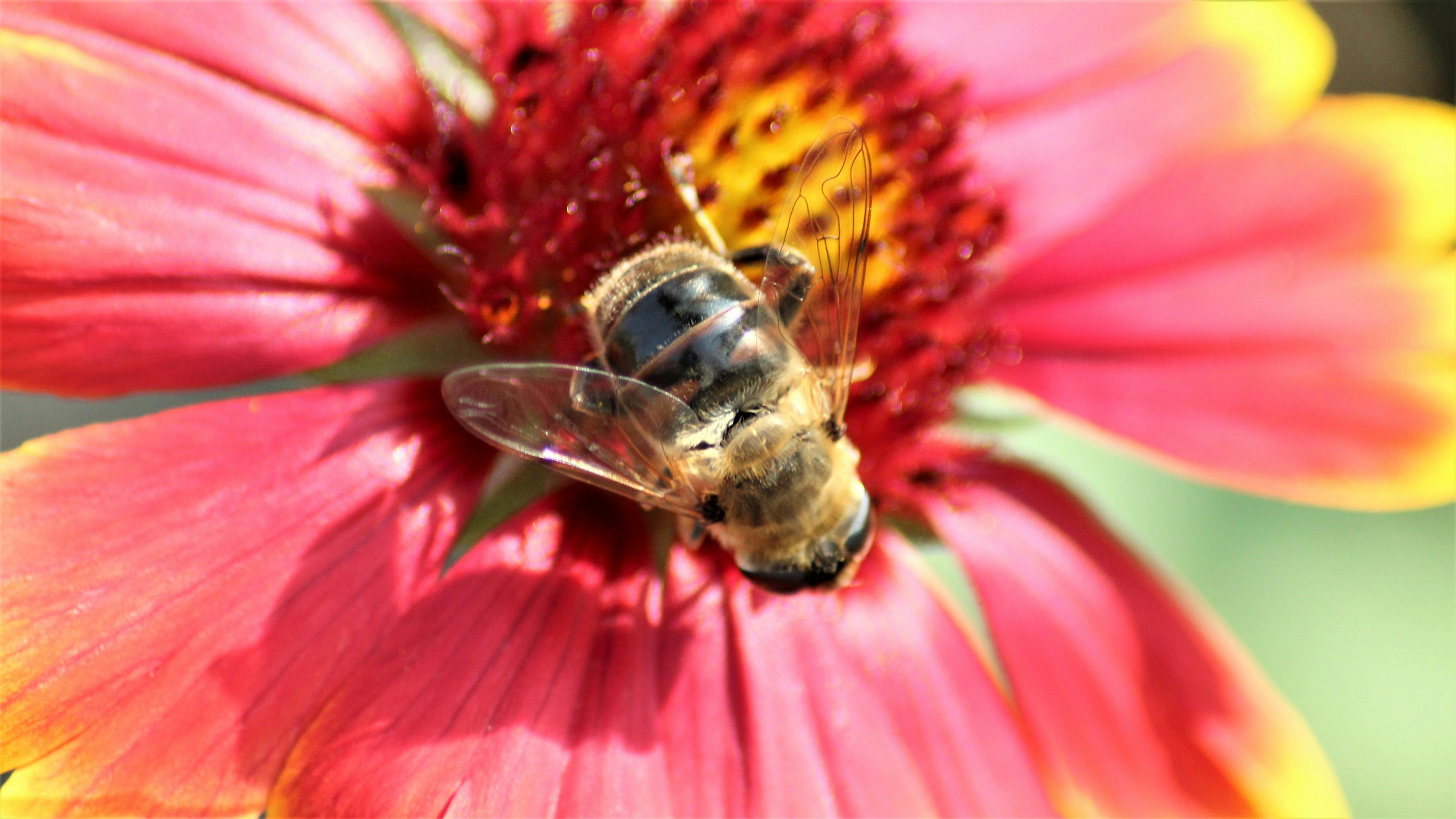 Foto Stok Gratis Tentang Lebah  Di Atas Bunga