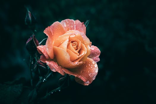 A close-up of an orange rose covered in water droplets, set against a dark background, capturing nature's delicate beauty.