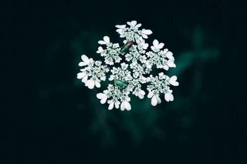 Free Close-up of white flowers with colorful beetles against a dark, moody background. Stock Photo