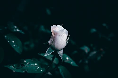 Darmowe zdjęcie z galerii z @na wolnym powietrzu, bezkręgowiec, biała róża