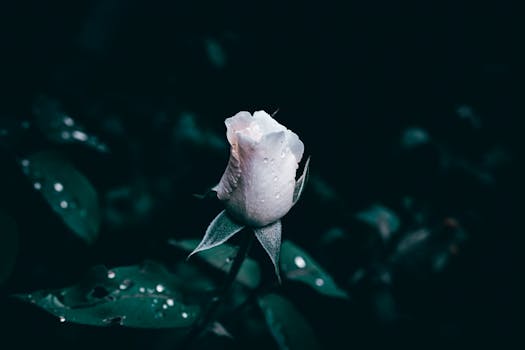 A romantic close-up of a white rose bud with fresh dew droplets against a dark background.
