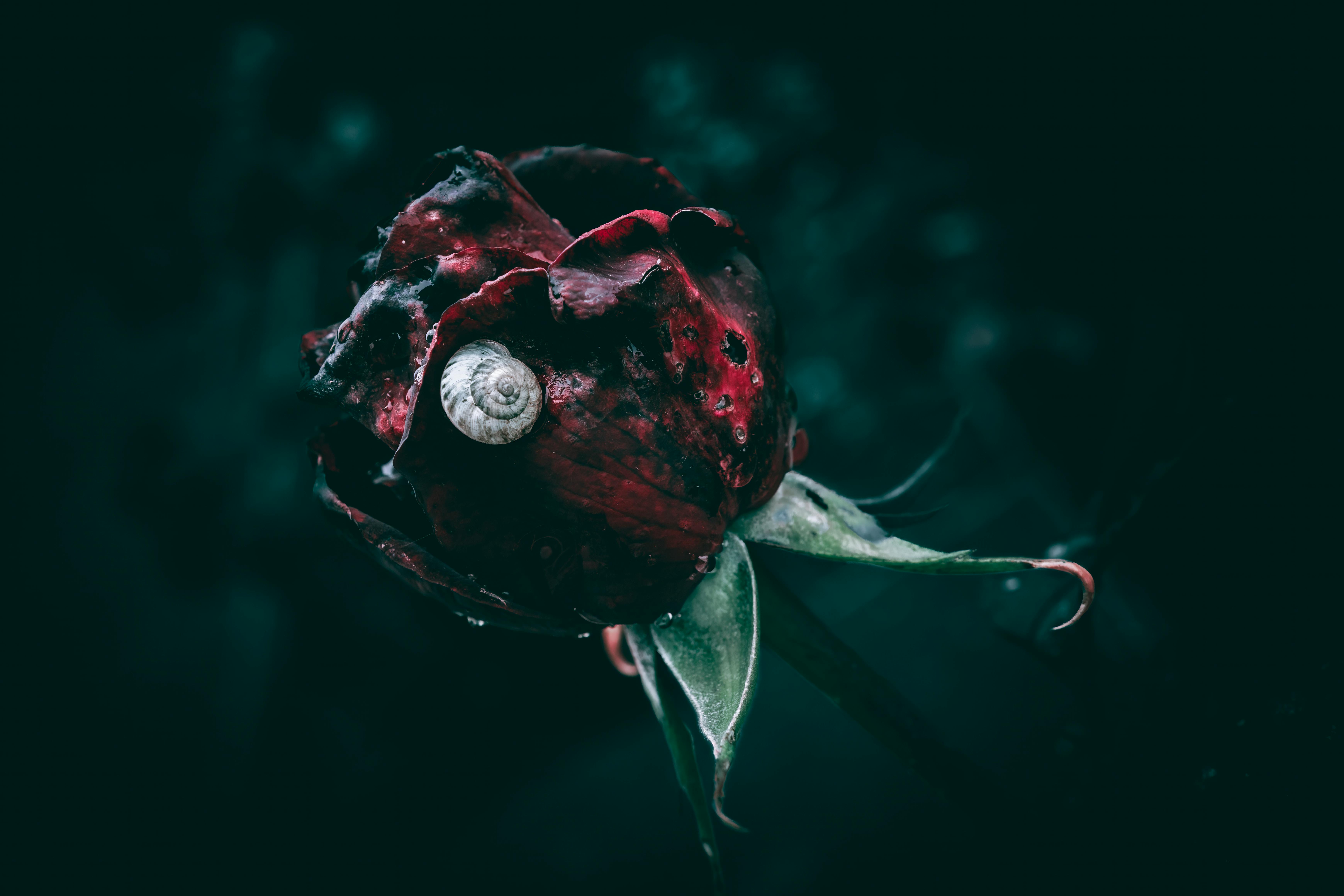 A close up of a red rose bud with a small white snail, and rain drops