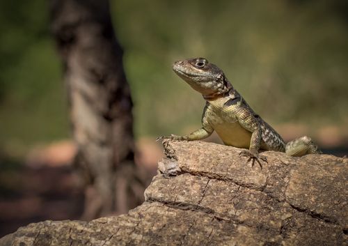 Free Close-up of an agama lizard sunbathing on a rock with a blurred natural background. Stock Photo