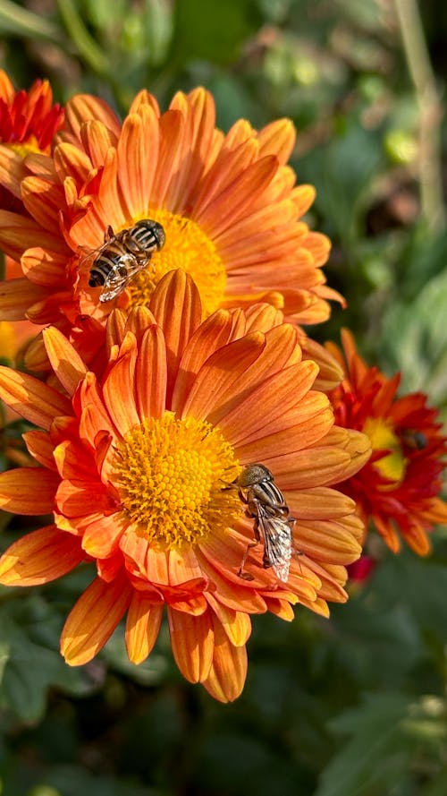 Foto d'estoc gratuïta de abelles, assolellat, brillant
