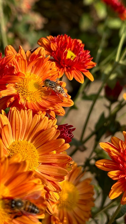 Безкоштовне стокове фото на тему «апельсин, бджоли, Денне світло»