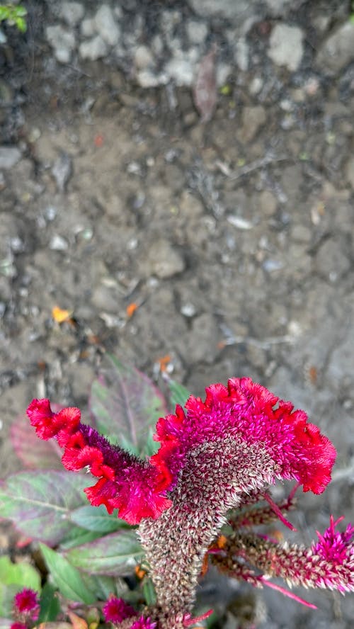 Bright purple blooms